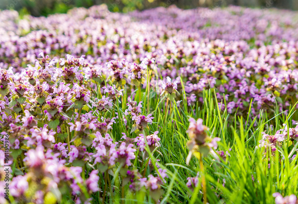 field of purple and yellow flowers in green grass field of purple and yellow flowers in green grass