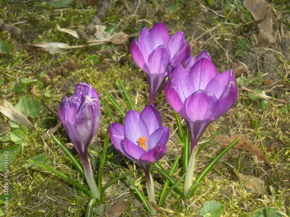 Fototapeta premium 4 fioletowe krokusy