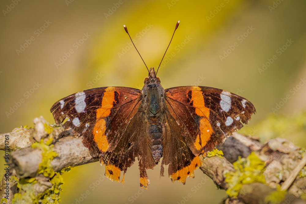 Obraz premium butterfly on a flower