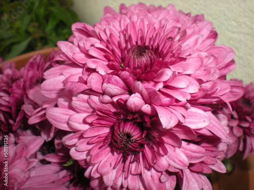 różowa chryzantema  photo