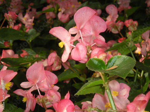 begonia z ogrodu photo