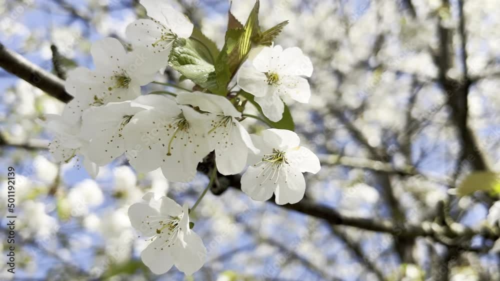 4k 60fps closeup video of a blossoming tree branch over sky backround 4k 60fps closeup video of a blossoming tree branch over sky backround