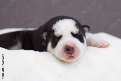 Siberian Husky puppy sleeps on a white blanket on the bed. Newborn puppy sleeping © spyrakot