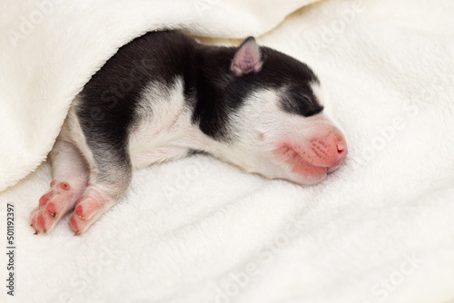 Siberian Husky puppy sleeps under a white blanket on the bed. Newborn puppy sleeping © spyrakot