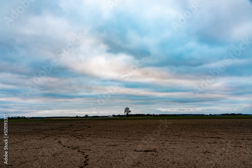 Fototapeta Naklejka Na Ścianę i Meble -  Traces of a roe deer and a lonely tree in the field