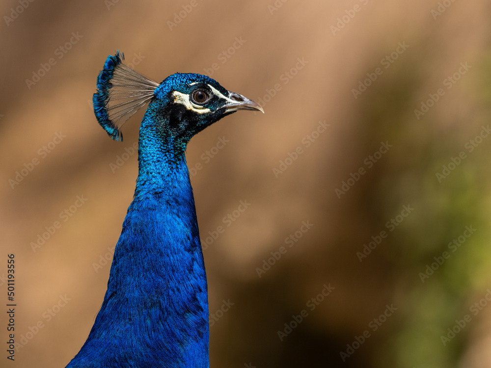 Pfau Pfau