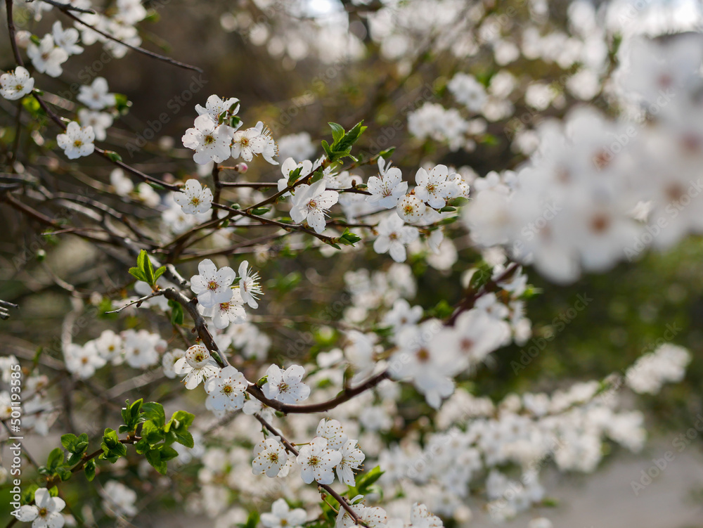 Obraz premium Blooming mirabelle plum flowers.