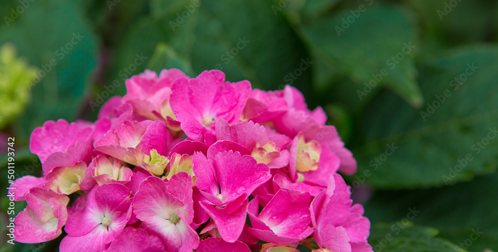 Pink hydrangea flowers growing in the garden. Pink hydrangea flowers growing in the garden.