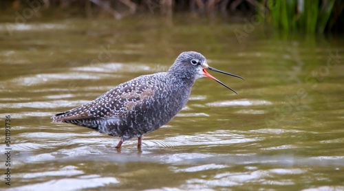 Spotted redshank calling photo