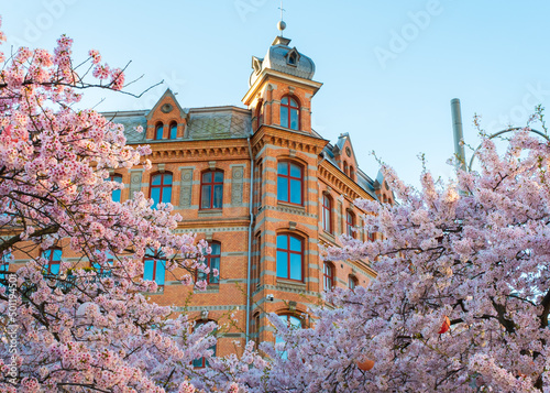Cherry blossom during early spring framing historic building at gothenburg, sweden