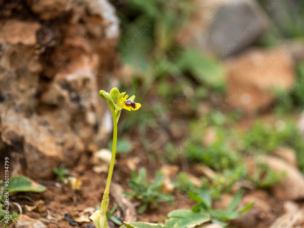 Orchidee Orchidee