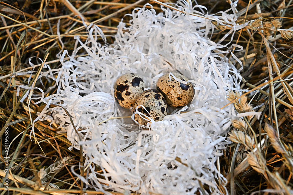 quail nest with eggs among hay and grass quail nest with eggs among hay and grass