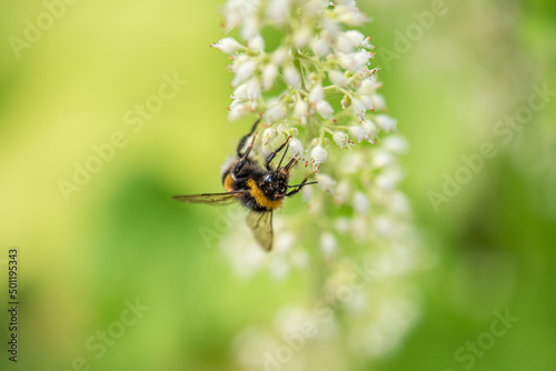 A bee collecting nectar on a small white flower. © Trygve