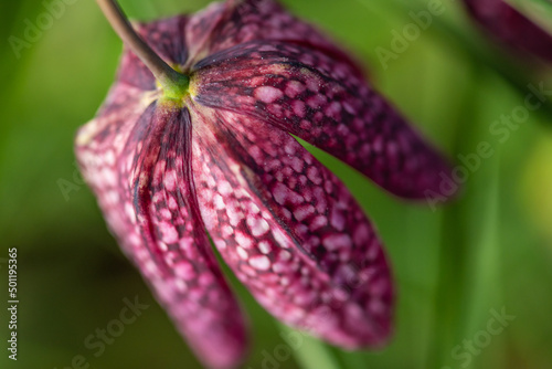 snake's head Fritillaria meleagris blooming in early spring.