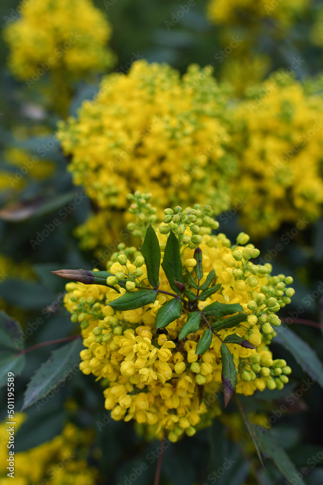 Obraz premium Mahonia aquifolium. Bright yellow flowers of a mahonia japonica bush. 