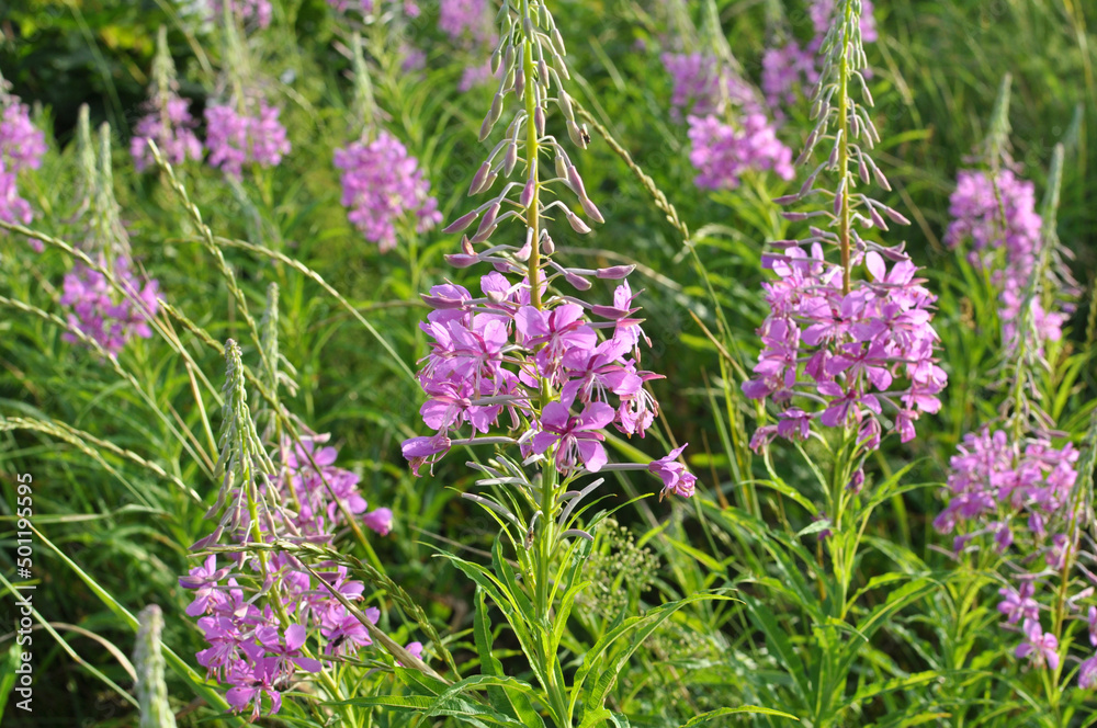 Obraz premium Epilobium angustifolium blooms in nature in summer