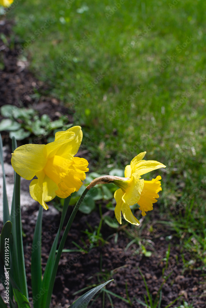 Large Cupped Daffodil. Lemon yellow daffodils grow in the garden. The