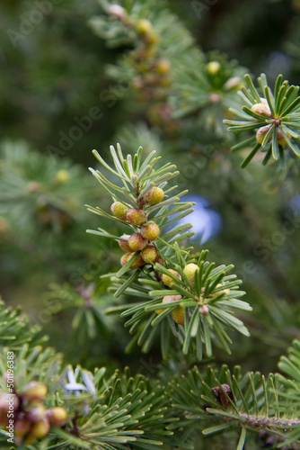 Spruce branch in early spring in close up 