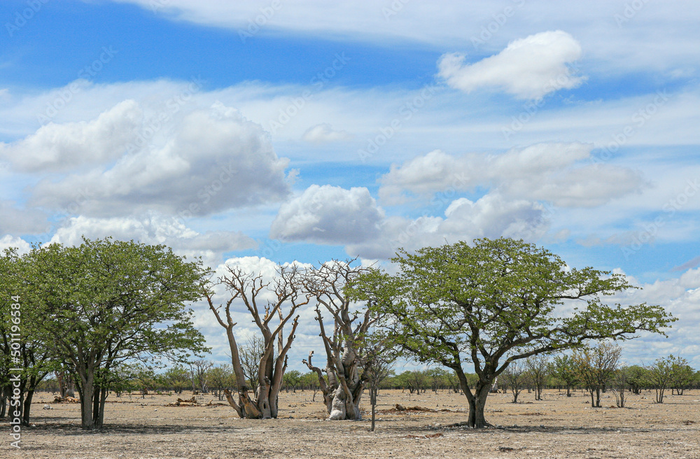 Fairy Tale Forest of Moringa trees, Etosha National Park, Namibia