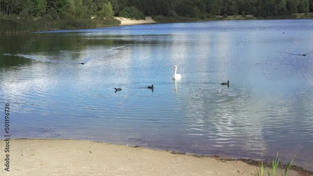 Swans and ducks swim on the lake near the shore in the summer. Friendly family of birds Swans and ducks swim on the lake near the shore in the summer. Friendly family of birds
