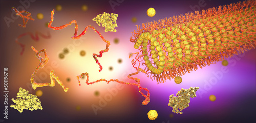 Protein enzymes fold into their structure to fulfill their function - 3d illustration photo
