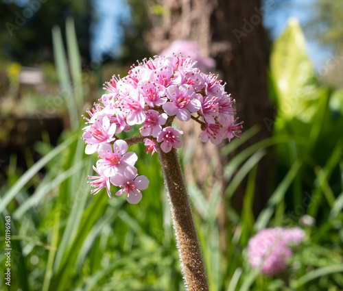 Pink Darmera Peltata flower, also known as Indian Rhubarb or umbrella plant. Grows on a thick hairy stalk by the side of a pond or lake in spring time. Photographed at a garden in Wisley, Surrey UK. photo