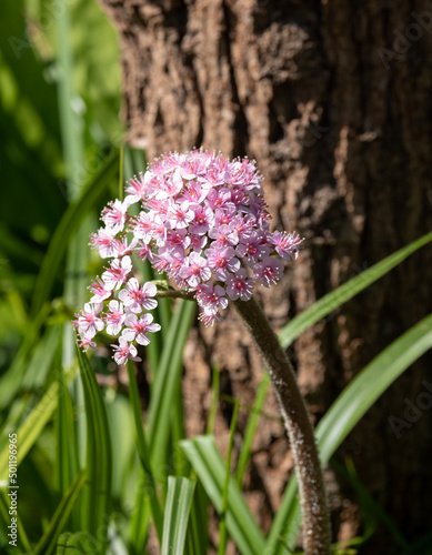 Pink Darmera Peltata flower, also known as Indian Rhubarb or umbrella plant. Grows on a thick hairy stalk by the side of a pond or lake in spring time. Photographed at a garden in Wisley, Surrey UK. photo