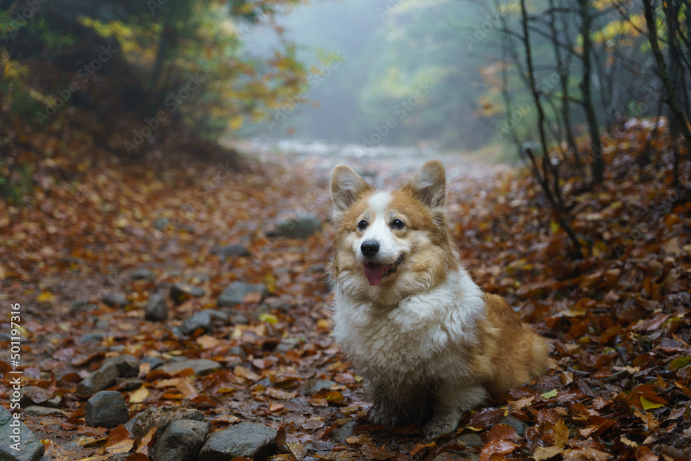 A tired and dirty Welsh Corgi Pembroke dog is waiting on the path for his remaining companions. A tired and dirty Welsh Corgi Pembroke dog is waiting on the path for his remaining companions.