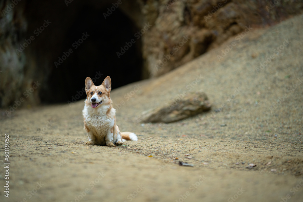 Fototapeta premium A Welsh Corgi Pembroke dog sits on the ground in front of the rock cave entrance.