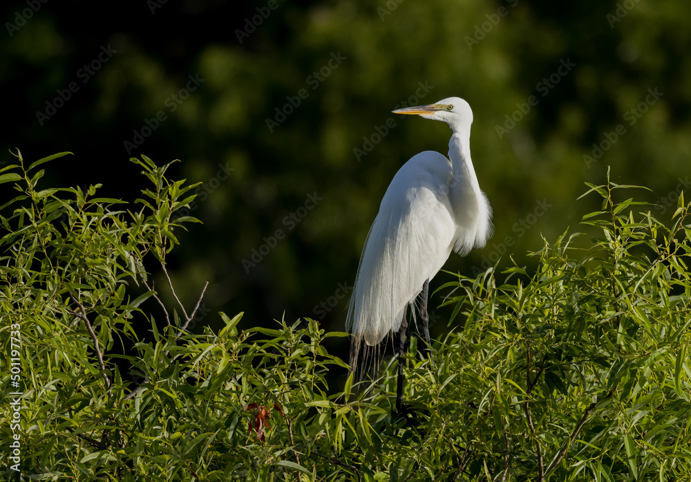 Great egret (Ardea alba) or common egret, large egret, great white egret, sits on top of bushes in Venice Great egret (Ardea alba) or common egret, large egret, great white egret, sits on top of bushes in Venice