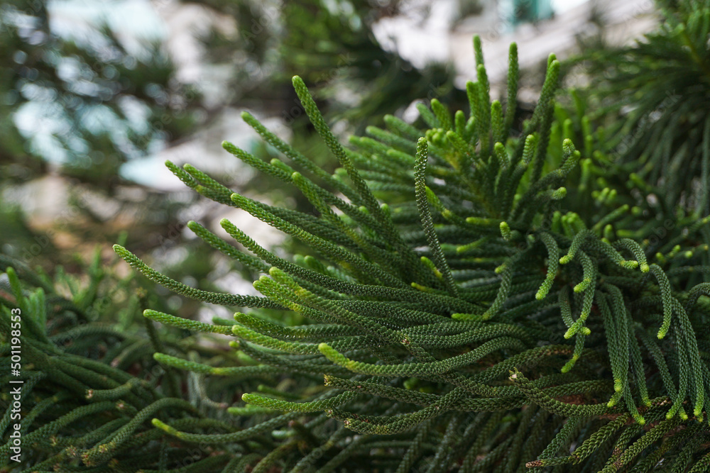 Cook Pine Araucaria Columnaris