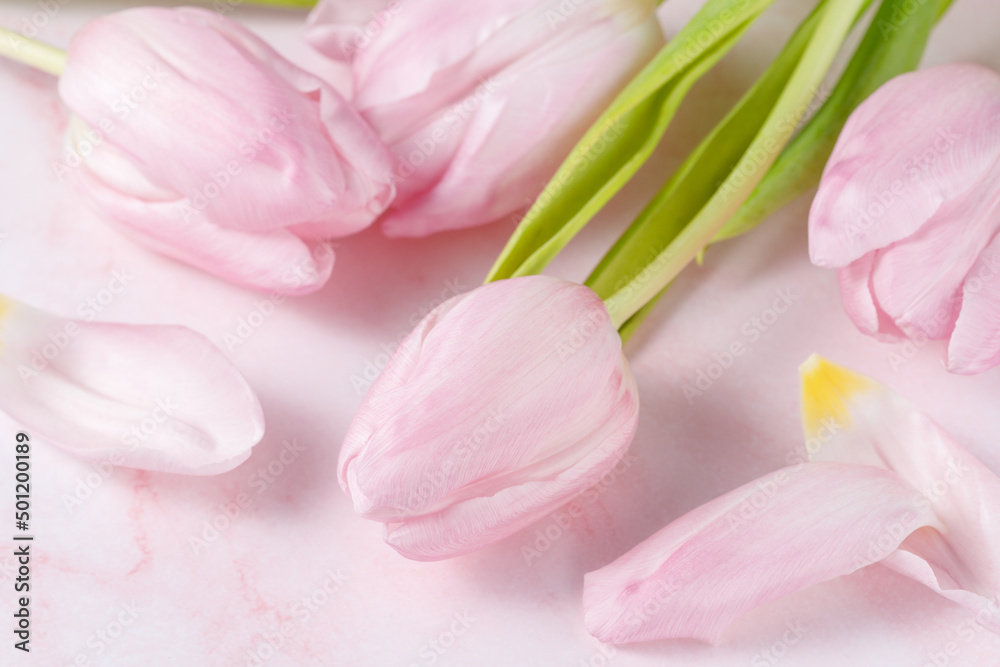 Spring pink tulip flowers and petals on light marble background.