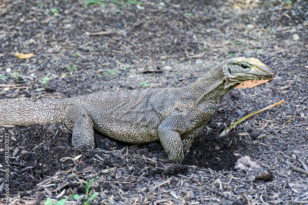 Fototapeta premium Malayan water monitor lizard (Varanus salvator)