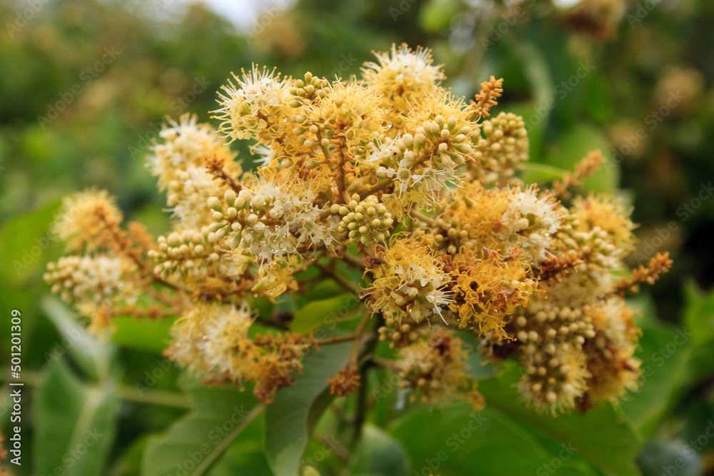 flores do pé de mufumbo (ou mofumbo) flores do pé de mufumbo (ou mofumbo)