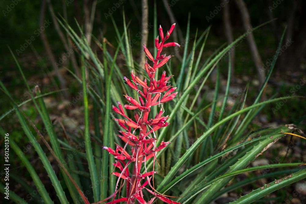 bromélia florida conhecida como macambira na caatinga do nordeste brasileiro bromélia florida conhecida como macambira na caatinga do nordeste brasileiro