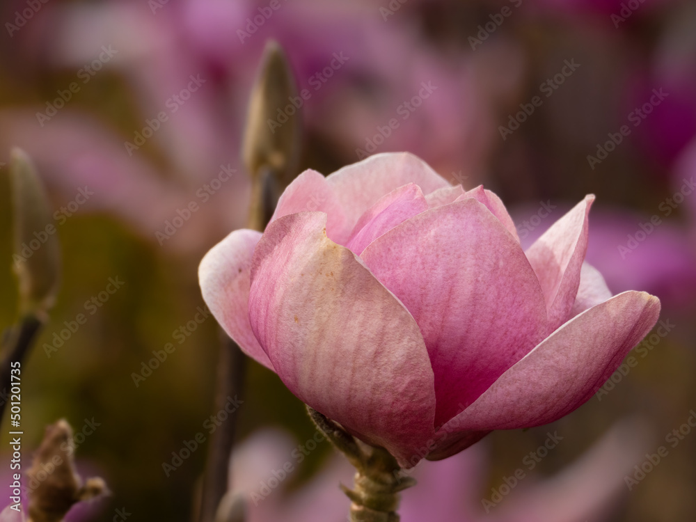 Blüten Blüten