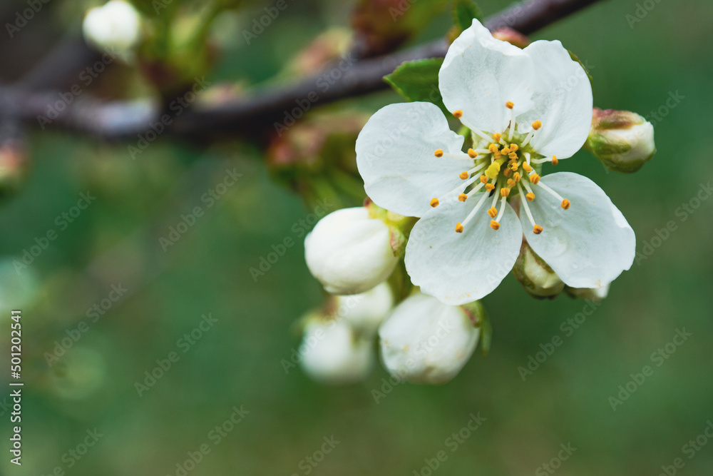 A white flower bloomed on a branch of a tree