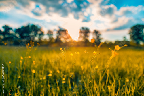 Abstract soft focus sunset field landscape of yellow flowers and grass meadow warm golden hour sunset sunrise time. Tranquil spring summer nature closeup and blurred forest background. Idyllic nature
