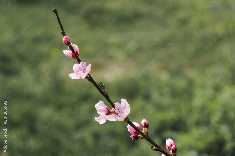 Peach branches with flowers on a green background Peach branches with flowers on a green background
