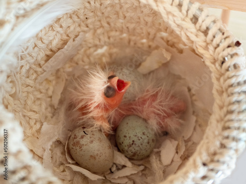 Newly hatched canary chick and eggs in the nest. Baby chick screams, wants to eat. Spring replenishment in the family. Breeding of songbirds at home.