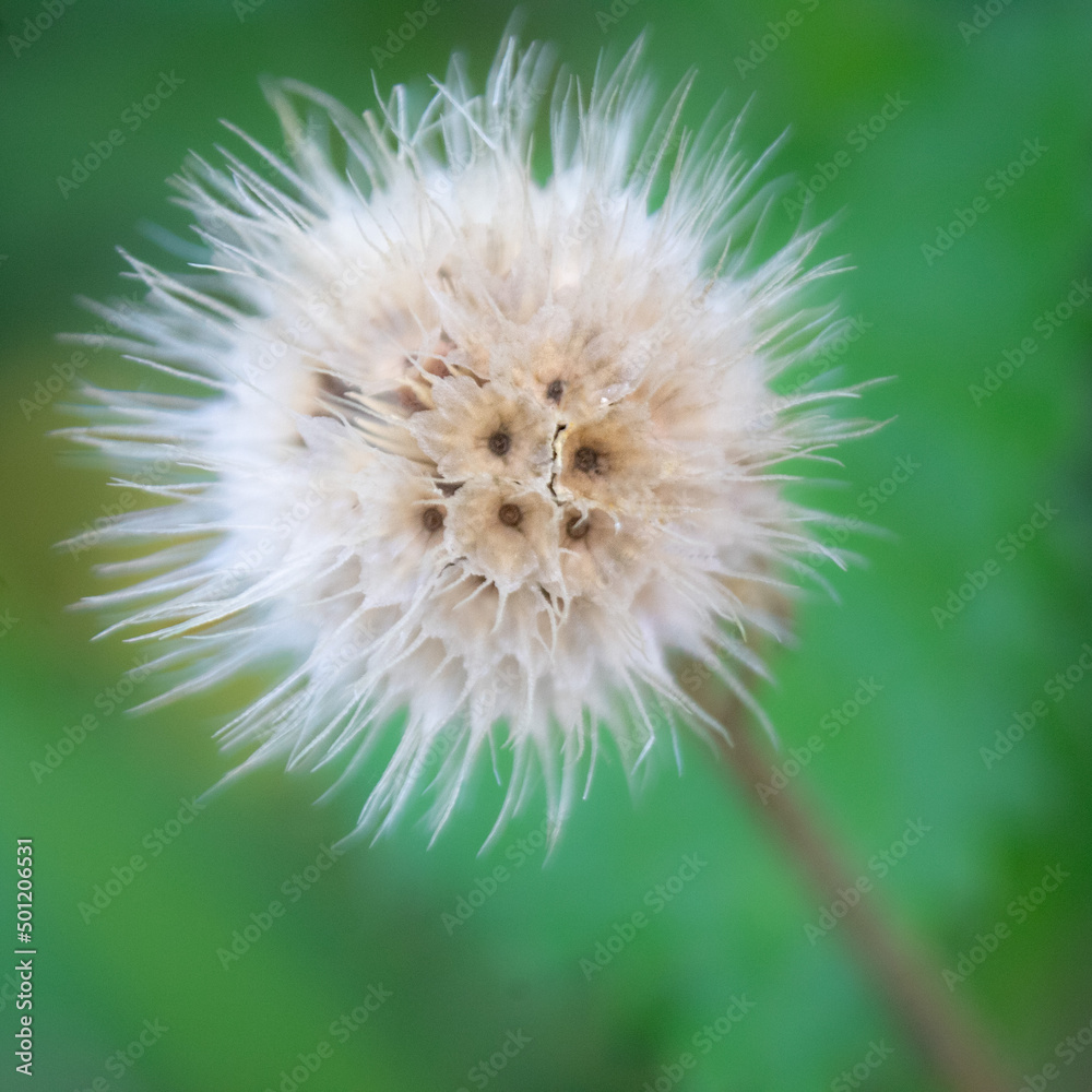 Fototapeta premium Dead Blanket Flower