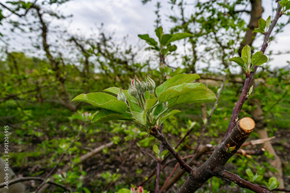 A blooming apple tree on a blurry natural background. Selective focus. A blooming apple tree on a blurry natural background. Selective focus.