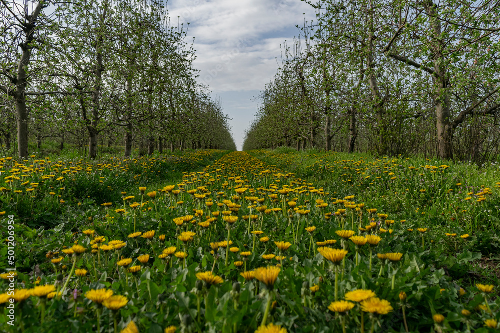 Dandelions in the apple orchard. Beautiful flowers of yellow dandelions in nature in warm summer or spring. Dandelions in the apple orchard. Beautiful flowers of yellow dandelions in nature in warm summer or spring.