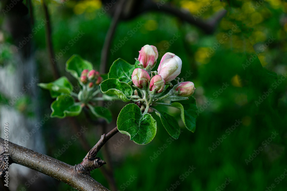 A blooming apple tree on a blurry natural background. Selective focus. A blooming apple tree on a blurry natural background. Selective focus.