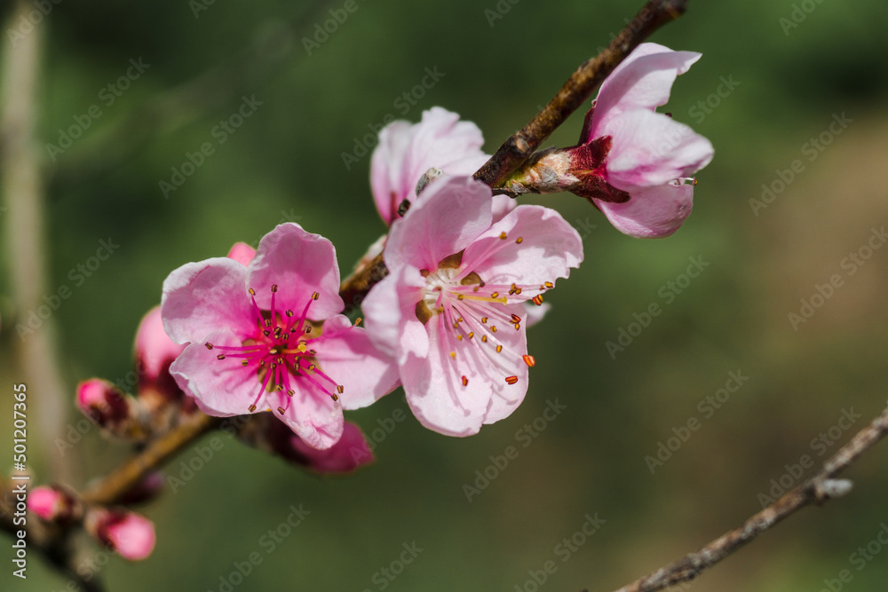 Peach branches with flowers on a green background