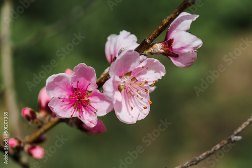 Peach branches with flowers on a green background