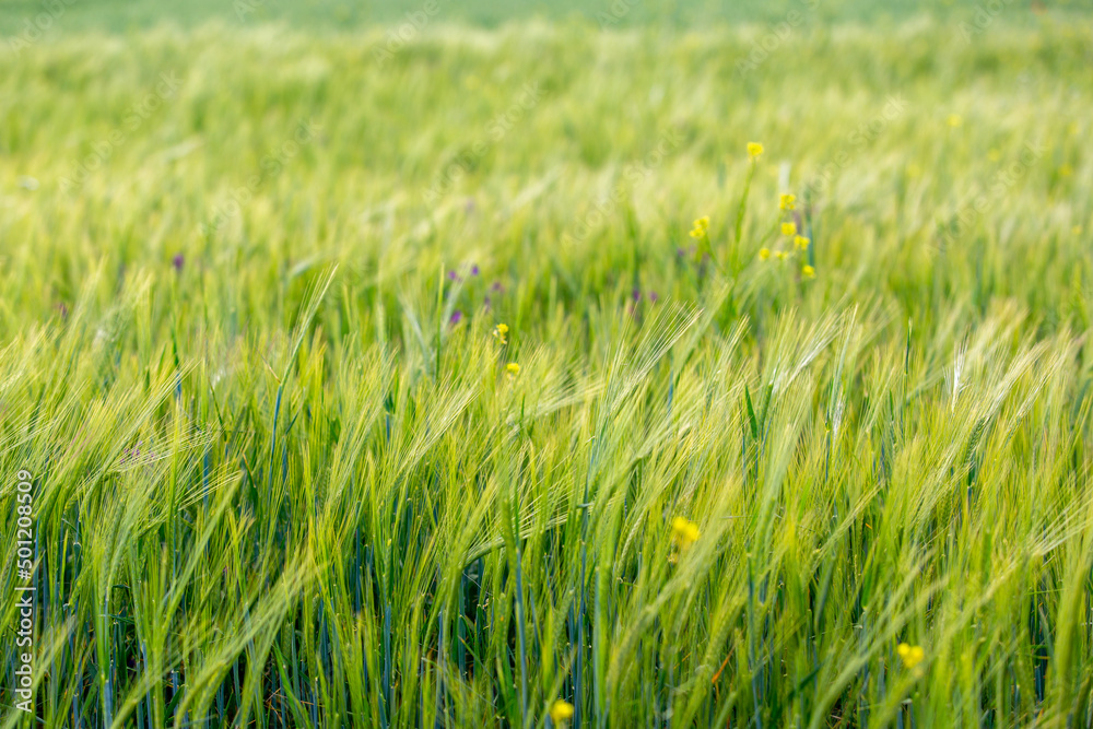 Green field and grass, Field of growing wheat.