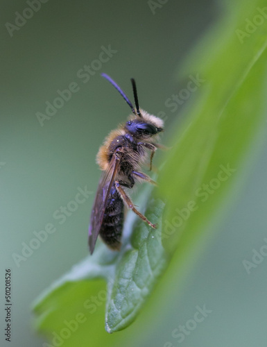 wild bee details on green leaf