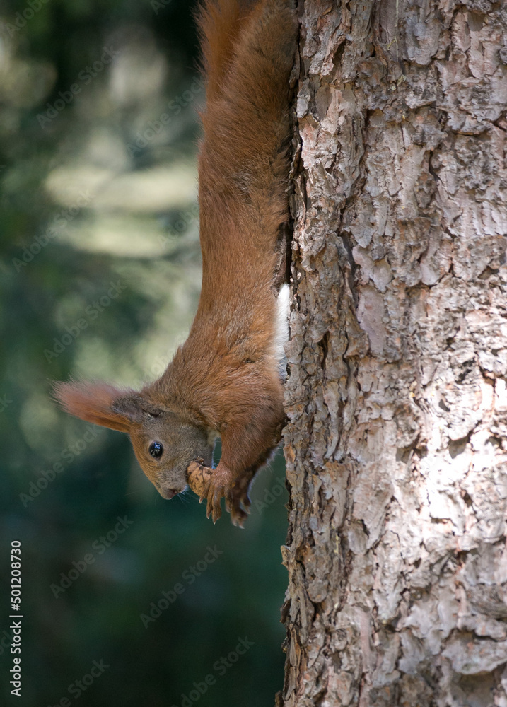 red squirrel eating nut upside down