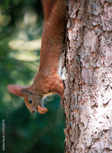 red squirrel carrying nut © madame_fayn